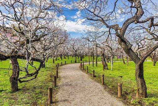 偕楽園公園　満開の梅園 偕楽園,花,梅の写真素材
