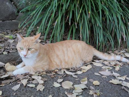 洗足池　くつろぐ猫 野良猫,地域猫,猫の写真素材