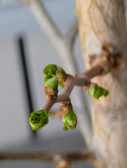 イチョウの新芽 イチョウの新芽の写真