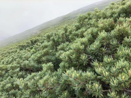 乗鞍岳 霧の中のハイマツ 乗鞍岳 霧の中のハイマツの写真
