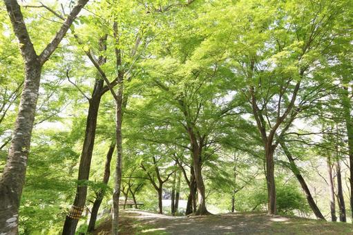 新緑がキレイな木々 新緑がキレイな木々の写真
