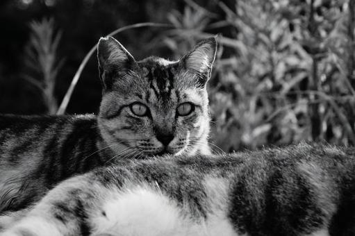 ねこ ねこ ねこ,野良,モノクロの写真素材