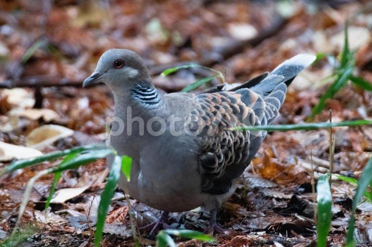 雨の中のキジバト キジバト,鳩,雨の写真素材