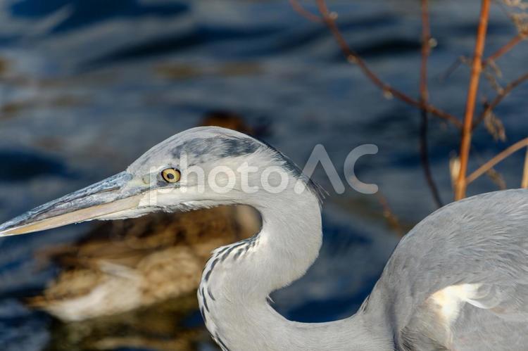 水辺で佇むアオサギの横顔 アオサギ,鳥,野鳥の写真素材
