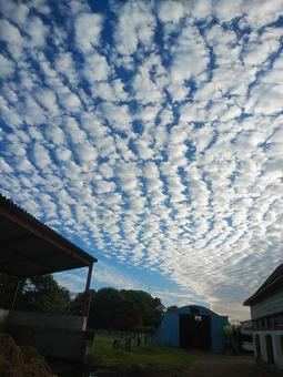 羊雲の牧場 空,雲,風の写真素材