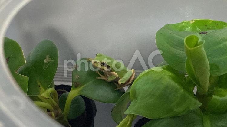 アマガエル6 カエル,アマガエル,両生類の写真素材