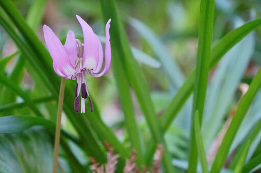 春の訪れを告げる紫のカタクリ カタクリ,花,春の写真素材