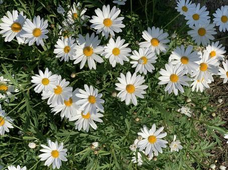 マーガレット マーガレット,花,フラワーパークうらしまの写真素材