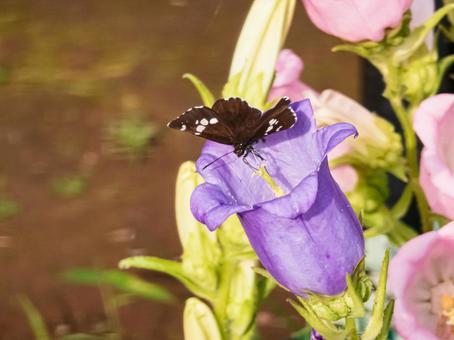 花の上のセセリ 花の上のセセリ セセリ,蝶,黒の写真素材