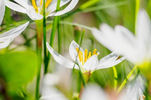 タマスダレ⑺ タマスダレ⑺ 花,タマスダレ,植物の写真素材