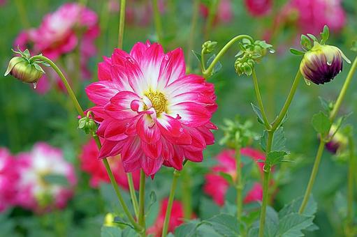 宝塚ダリア園　秋　ダリア36　花峠 宝塚市,宝塚ダリア園,ダリアの写真素材
