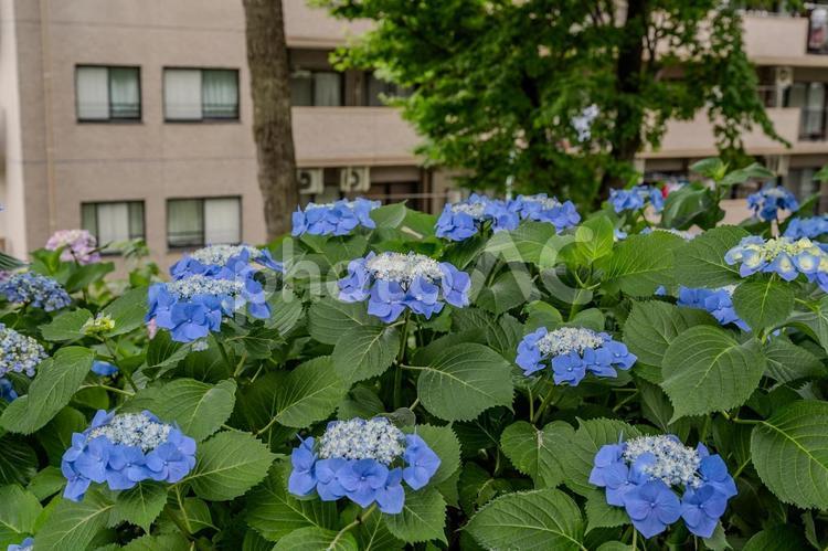 指扇アジサイまつり2025年 アジサイ,紫陽花,花の写真素材
