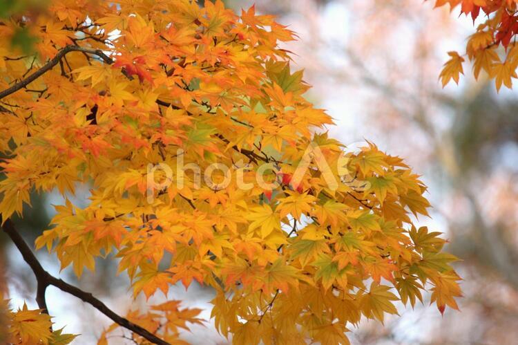 日本の紅葉　須賀川牡丹園 紅葉,日本,須賀川牡丹園の写真素材
