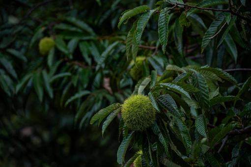 栗の木と栗の実 栗の木と栗の実 栗の実,栗の木,秋の写真素材
