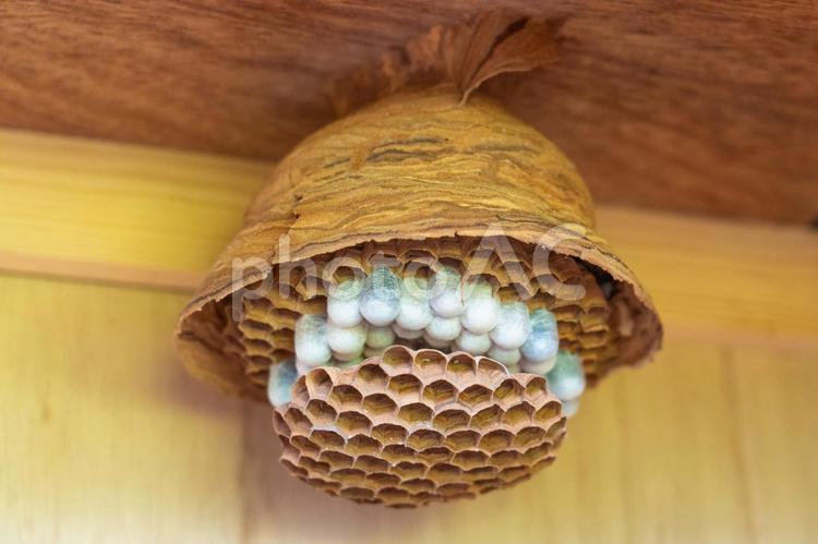 蜂の巣 虫,巣,屋内の写真素材