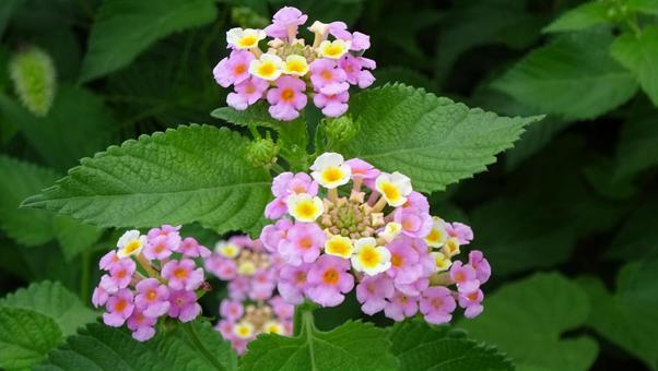 可憐に広がるランタナの花房 可憐に広がるランタナの花房の写真