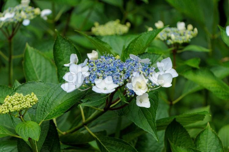 ガクアジサイ 紫陽花,花,梅雨の写真素材