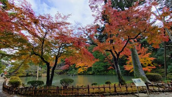 紅葉の公園 紅葉,秋,公園の写真素材