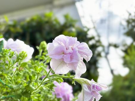 ペチュニア・ダブルカスケードの花 ペチュニア・ダブルカスケードの花の写真