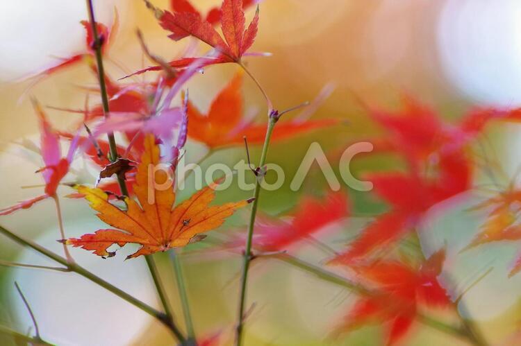紅葉したカエデの葉 紅葉,北の丸公園,奇麗の写真素材
