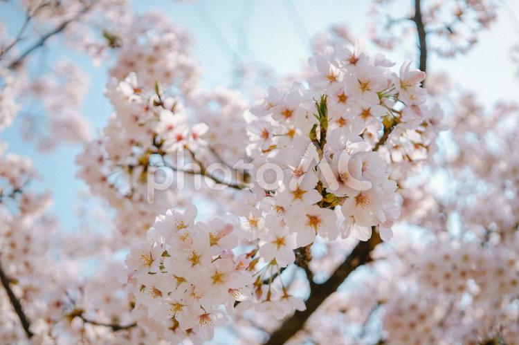さわやかな雰囲気の満開の桜1 桜,満開,さくらの写真素材