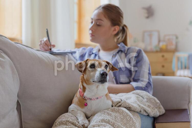 ソファでくつろぐ女性と犬 ペット,犬,女性の写真素材