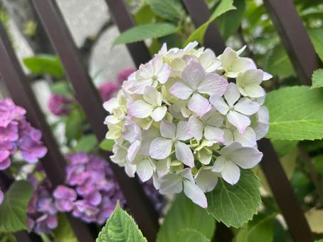 アジサイ アジサイ アジサイ,紫陽花,花の写真素材