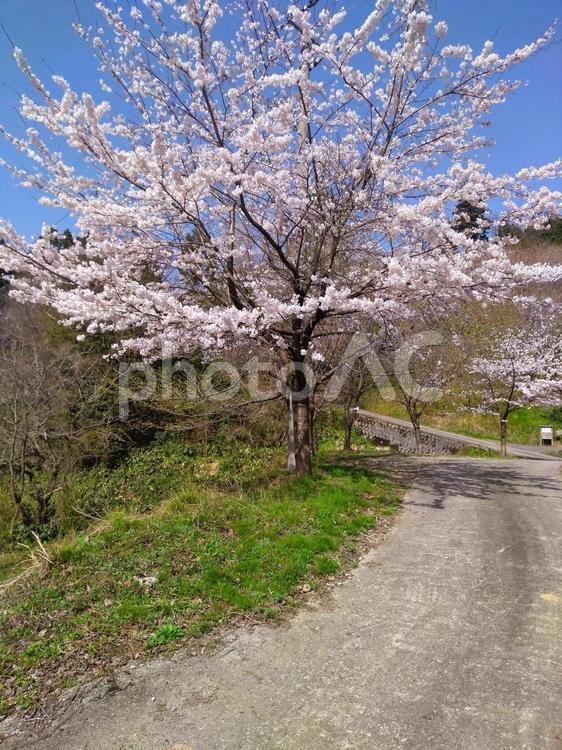 一本桜 さくら,風景,春の写真素材