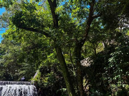 夏 夏 川遊び,川,自然の写真素材
