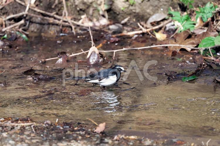 セグロセキレイ セグロセキレイ,背黒鶺鴒,野鳥の写真素材