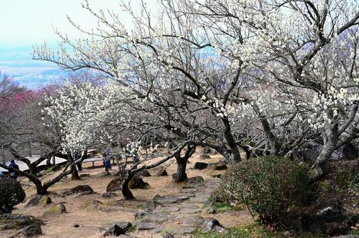 筑波山の梅園 筑波山の梅園の写真