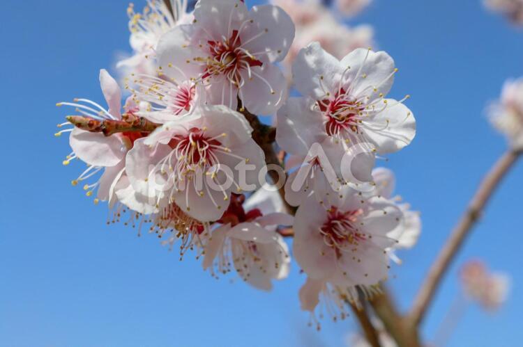 【日本】さくら 日本,大分県,さくらの写真素材