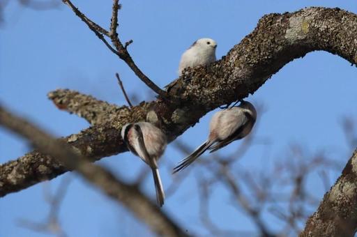 シマエナガさん達 シマエナガ,野鳥,雪の妖精シマエナガの写真素材