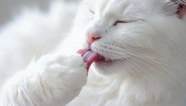 毛づくろいする猫、猫舌 毛づくろいする猫、猫舌の写真