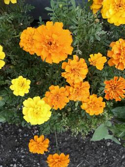 花 花の写真