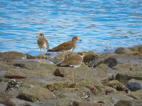 海辺に降り立った2羽のケリ 海辺に降り立った2羽のケリ ケリ,野鳥,動物の写真素材