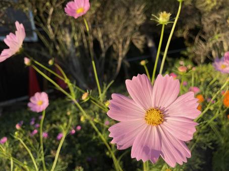 Photo, natural, cosmos, autumn, 