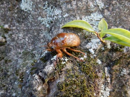 【昆虫写真】地上にでてきた蝉の幼虫 【昆虫写真】地上にでてきた蝉の幼虫の写真