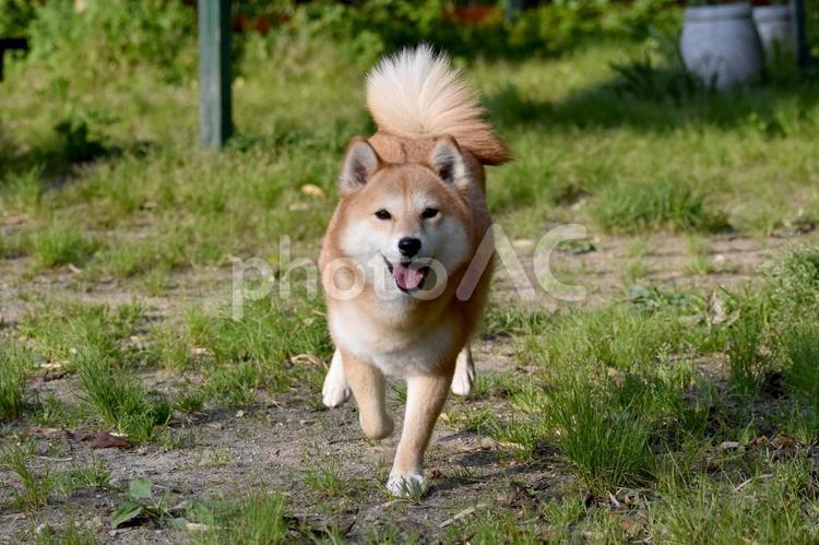 柴犬・笑顔・走る 柴犬,柴,犬の写真素材