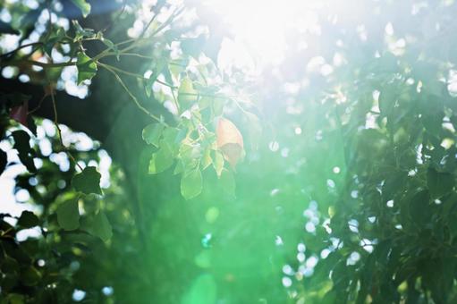 フレア フレアの写真