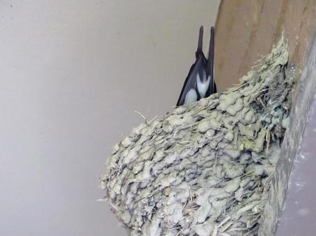 燕のシッポ 燕のシッポ 燕,ツバメ,野鳥の写真素材