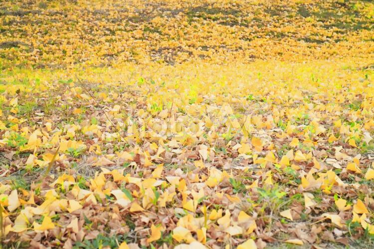 銀杏の絨毯 イチョウ,木の葉,秋の写真素材