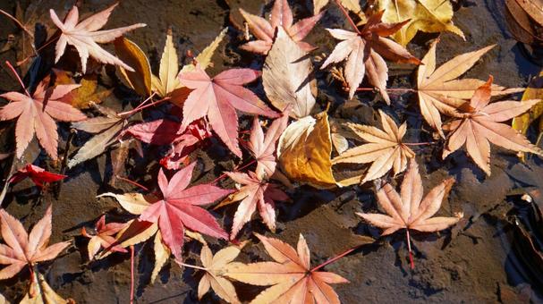 水に浮かぶ色づいたカエデの落ち葉 水に浮かぶ色づいたカエデの落ち葉 紅葉,モミジ,カエデの写真素材