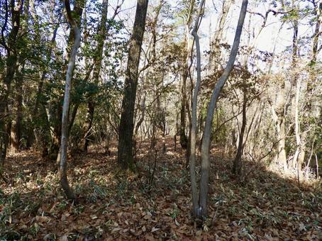 大阪府高槻市三好山の雑木林 大阪府高槻市三好山の雑木林 三好山,雑木林,山林の写真素材
