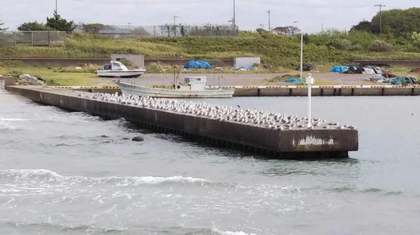 海鳥の群れ 海鳥の群れ,海鳥,鳥の写真素材