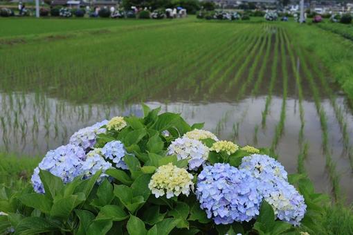 紫陽花と田園風景 紫陽花と田園風景の写真
