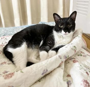 夏用の布団でくつろぐ白黒猫 夏用の布団でくつろぐ白黒猫 猫,もふもふ,ハチワレの写真素材