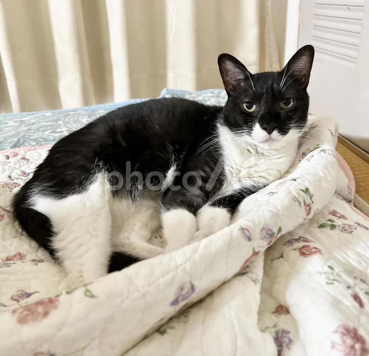 夏用の布団でくつろぐ白黒猫 猫,もふもふ,ハチワレの写真素材