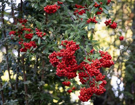 ピラカンサ ピラカンサ,トキワサンザシ,低木の写真素材