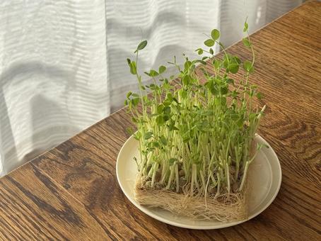 やわらかな光の中で育つ豆苗 豆苗,再生栽培,エコライフの写真素材